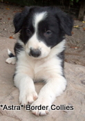 Puppy no 8, Ben x Pru litter, Black and white male border collie